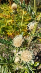 Cirsium clavatum