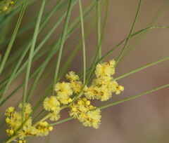 Acacia mucronata longifolia