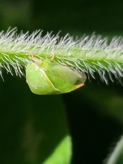 Spissistilus festinus