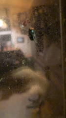 Chrysomya megacephala