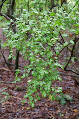 Forestiera pubescens
