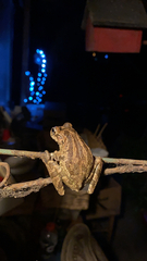 Osteopilus septentrionalis
