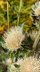 Cirsium clavatum