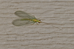 Chrysopa quadripunctata