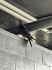 Falco novaeseelandiae