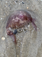 Pelagia noctiluca