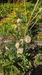 Cirsium clavatum