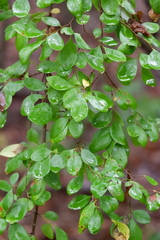 Forestiera pubescens