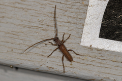 Aneflomorpha lineare