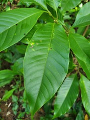 Magnolia × alba