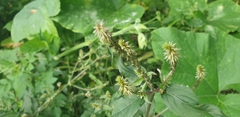 Achyranthes