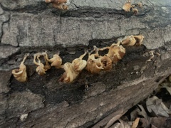 Pycnoporellus alboluteus