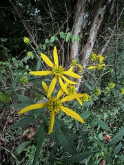 Verbesina alternifolia