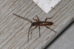 Aneflomorpha lineare