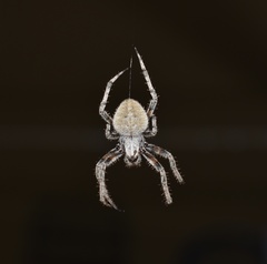 Neoscona