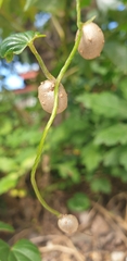 Dioscorea polystachya