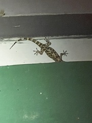 Hemidactylus turcicus