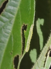 Hypena abalienalis