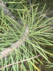 Pinus pinea
