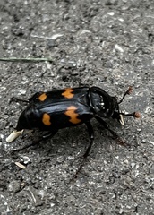 Nicrophorus orbicollis