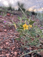 Senna bauhinioides
