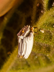 Praelongorthezia praelonga