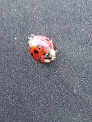 Harmonia axyridis