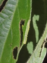 Hypena abalienalis