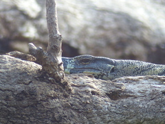 Varanus varius