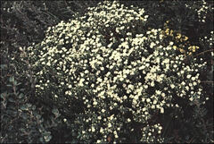 Pimelea glauca
