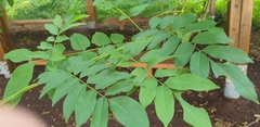 Wisteria floribunda