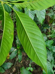Magnolia × alba