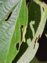 Hypena abalienalis