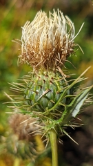 Cirsium clavatum