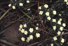 Pimelea glauca