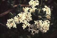 Pimelea glauca