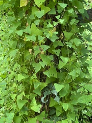 Persicaria perfoliata