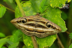 Spirama