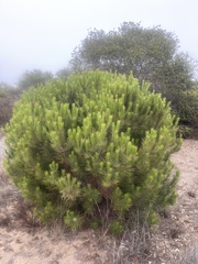 Pinus pinea