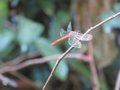 Lyriothemis