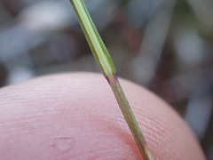 Agrostis scabra