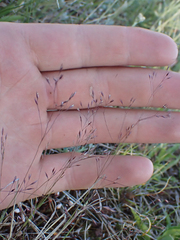 Agrostis scabra