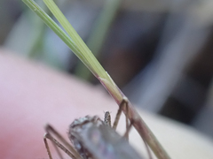 Festuca
