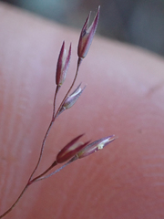 Agrostis scabra
