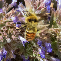 Bombus centralis