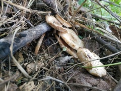 Leucoagaricus meleagris