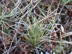 Festuca