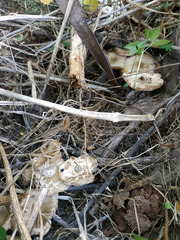 Leucoagaricus meleagris