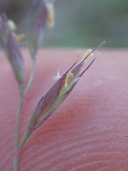 Festuca