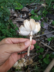Leucoagaricus meleagris